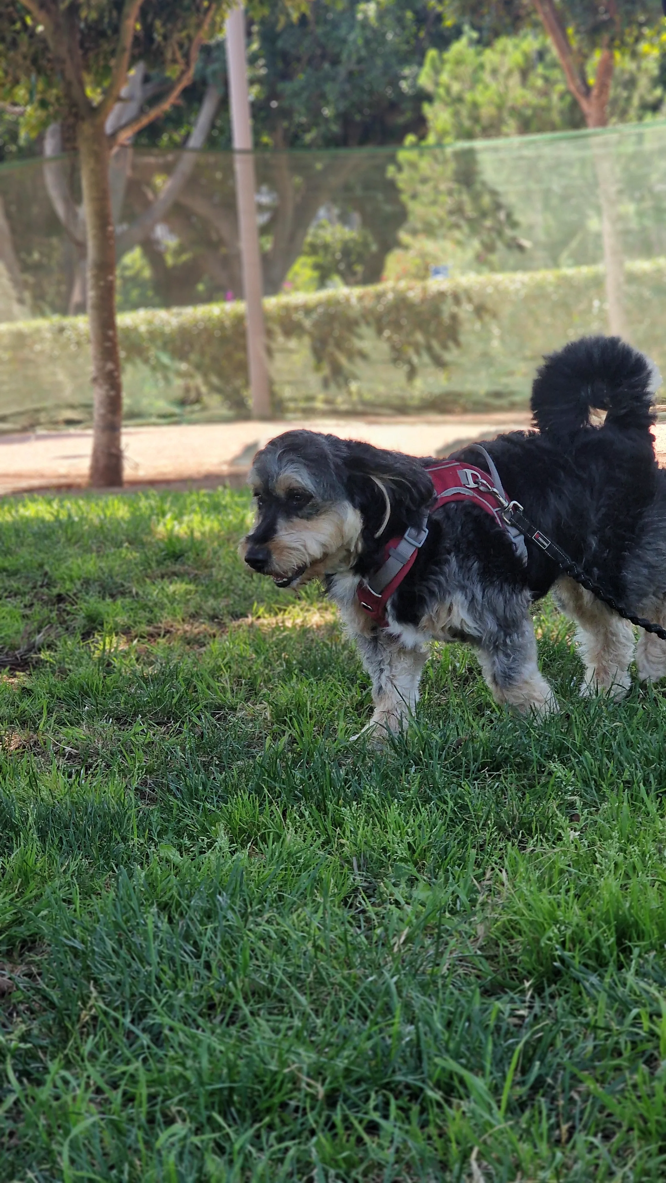 Deux chiens en socialisation dans un parc