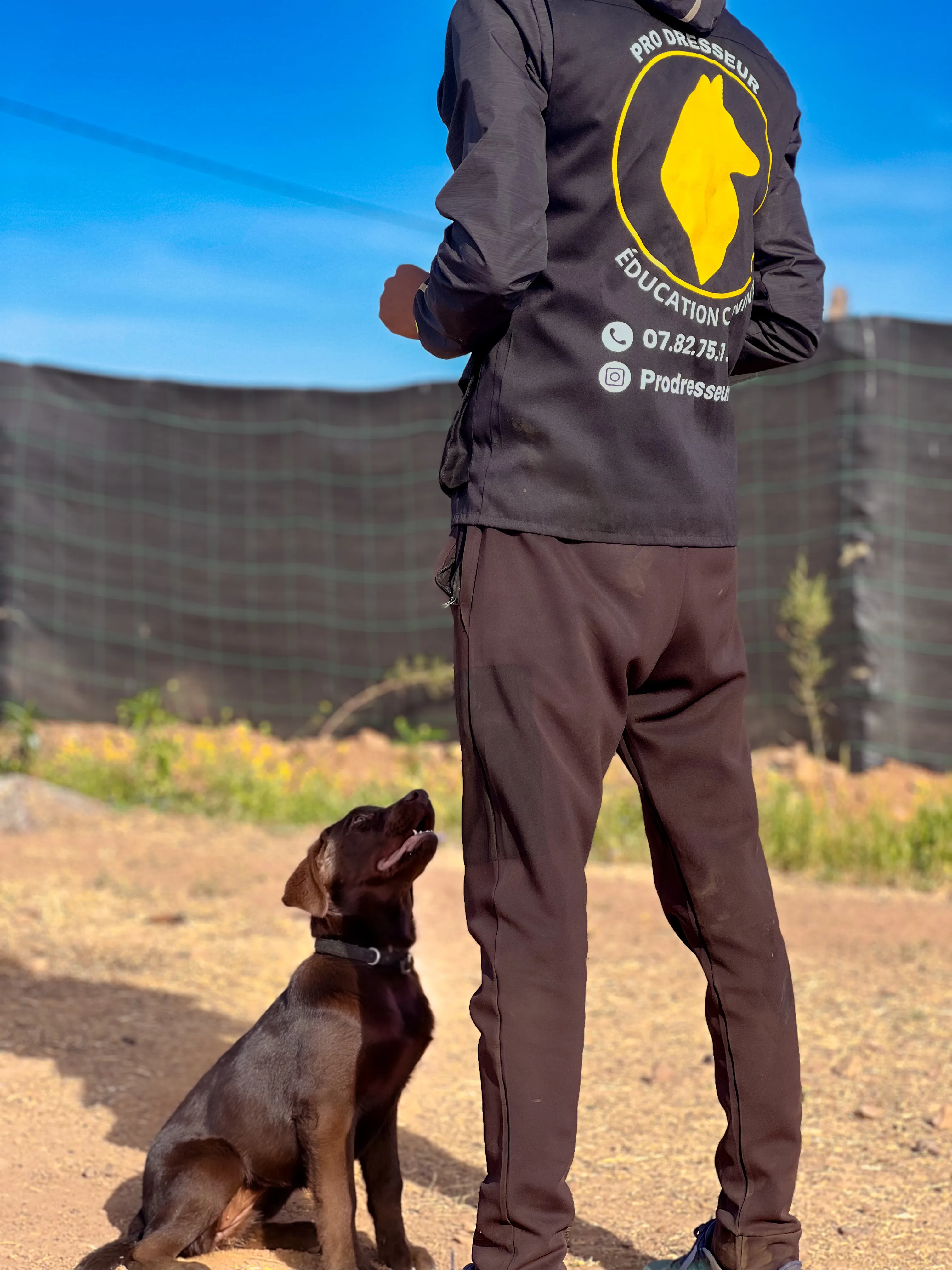 Dressage canin à Casablanca : ce qu’il faut savoir en 2025