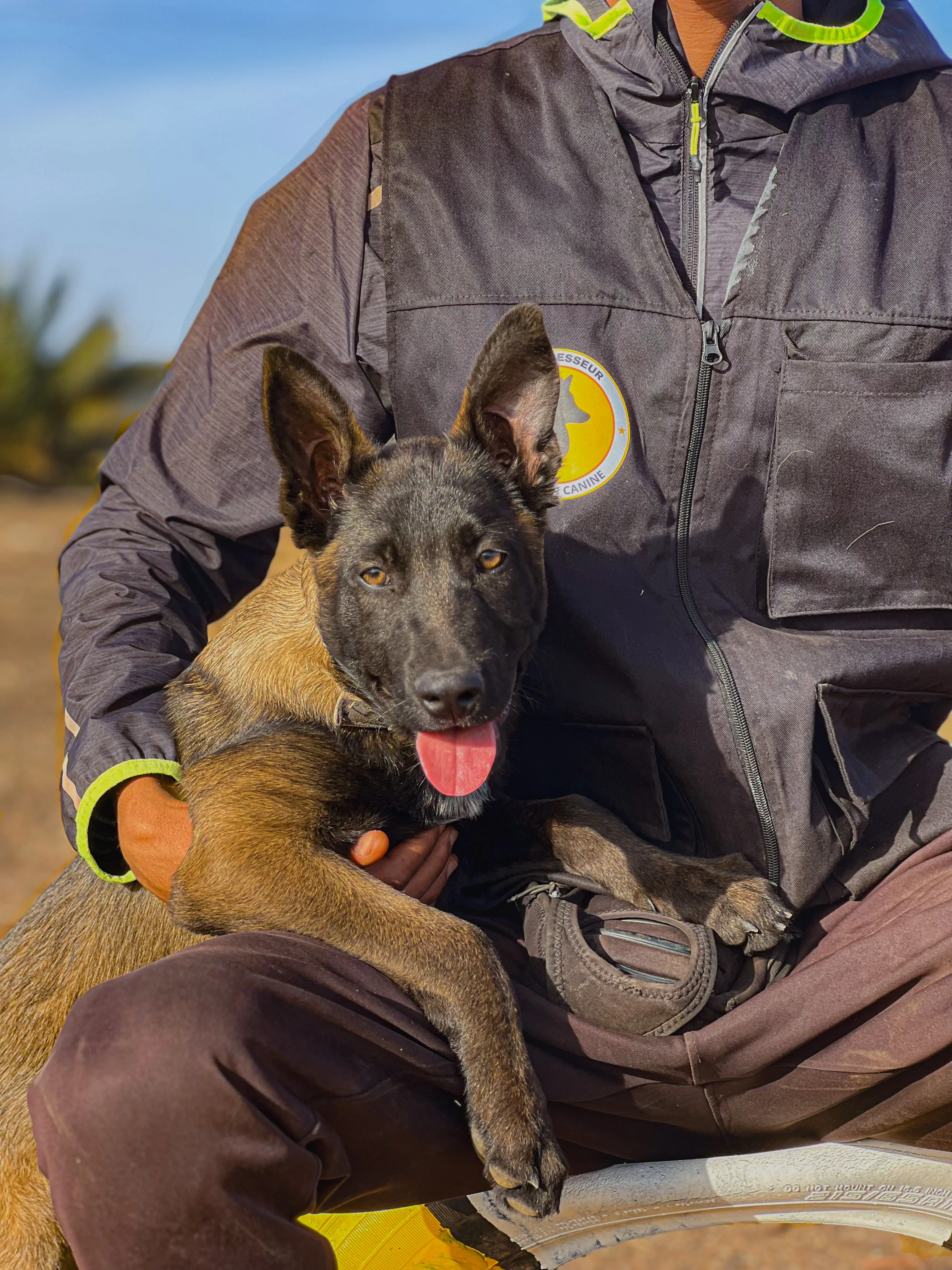 Malinois au Maroc : ce que personne ne vous dit avant d’en adopter un